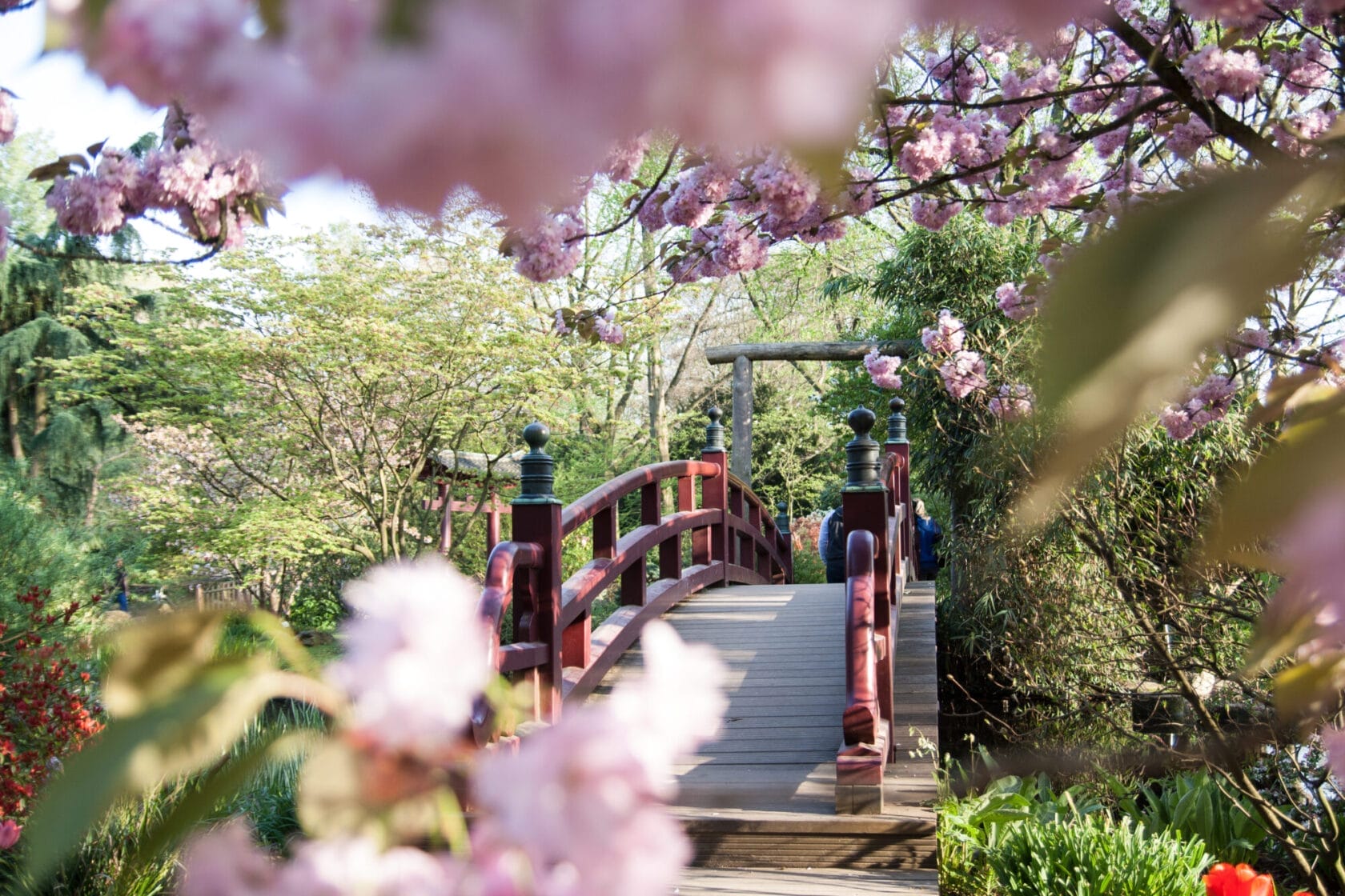 Frühling Im Japanischen Garten Leverkusen